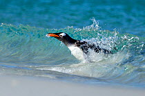 Gentoo penguin (Pygoscelis papua) surfing onto beach, Carcass Island, Falkland Islands.