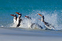 Gentoo penguins (Pygoscelis papua) surfing onto beach, Carcass Island, Falkland Islands.