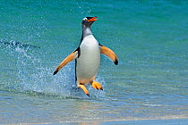 Gentoo penguin (Pygoscelis papua) jumping onto beach, Carcass Island, Falkland Islands.
