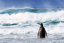 Gentoo penguin (Pygoscelis papua) in waves, Saunders Island, Falkland Islands.