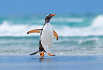 Gentoo penguin (Pygoscelis papua) walking on beach, Saunders Island, Falkland Islands.