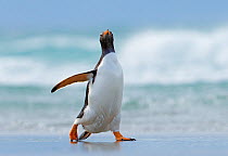 Gentoo penguin (Pygoscelis papua) walking on beach, Saunders Island, Falkland Islands.