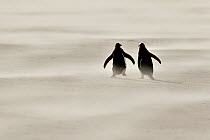 Gentoo penguin (Pygoscelis papua) in sandstorm on beach, Saunders Island, Falkland Islands.