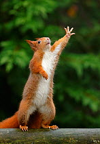 Red squirrel (Sciurus vulgaris) reaching upwards, UK. March, Captive.