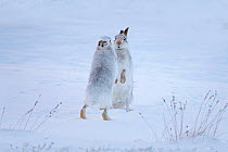 Mountain hares (Lepus timidus) boxing in snow, Scotland, UK, December.