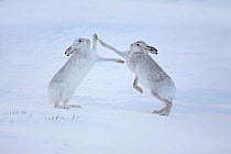 RF- Mountain hares (Lepus timidus) boxing in snow, Scotland, UK, December. (This image may be licensed either as rights managed or royalty free.)