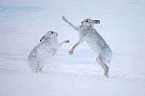 Mountain hares (Lepus timidus) boxing in snow, Scotland, UK, December.