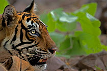 Bengal tiger (Panthera tigris) head profile portrait, Ranthambhore National Park, India. Endangered species.