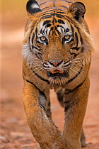 Bengal tiger (Panthera tigris) walking portrait, Ranthambhore National Park, India. See 1500287 for cropped image. Endangered species.