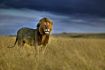 African lion (Panthera leo) on plains, Masai Mara, Kenya.