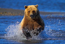Grizzly bear (Ursus arctos horribilis) charging through river chasing salmon, Alaska, USA. Cropped version available, see 01500300
