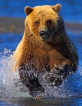 Grizzly bear (Ursus arctos horribilis) charging through river chasing salmon, Alaska, USA. Crop of 01500299.