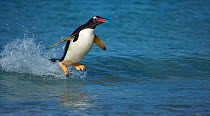 Gentoo penguin (Pygoscelis papua) 'surfing' coming into shore, Falkland Islands