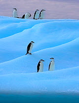 Chinstrap penguin (Pygoscelis antarcticus) group on blue iceberg, Antarctica