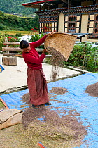 Farm woman separating rice from the chaff, Paro River Valley along the Jhomolhari Trek. Bhutan, October 2014.