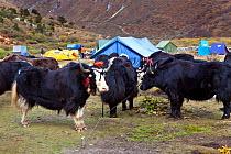 Yaks used as pack animals roped to the ground at Jangothang Campsite, Jhomolhari Trek. Bhutan, October 2014.