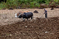 Farmer plowing field with oxen and woden plow, Paro River Valley. Bhutan, October 2014.