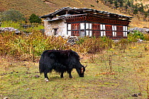 Yak and farm house, Paro River Valley along the Jhomolhari Trek, Bhutan, October 2014.