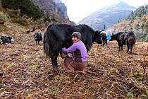 Woman milking a yak at a herders camp, near Soi Yaksa Valley along the Jhomolhari Trek. Bhutan, October 2014.