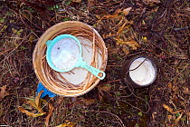 Making yak cheese by placing tree branches and yak milk in a bucket. Yak herders camp near the Soi Yaksa Valley, along the Jhomolhari trek. Bhutan, October 2014.