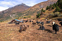 Yak herders camp near Soi Yaksa Valley, along the Jhomolhari Trek. Bhutan, October 2014.