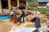 Farmers threshing rice, Paro River Valley. Bhutan, October 2014.