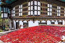 Chillies drying on a roof with typical farm house behind, Paro River Valley. Bhutan, October 2014.