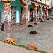 Dogs sleeping on pavement, Paro, Bhutan, October 2014.