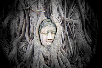 Head of a buddha surrounded by tree roots at Wat Maha That, Ayutthaya. Holga image. Thailand, September 2014.
