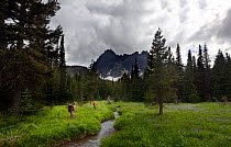Hikers on the trail to Three Fingered Jack, Mount Jefferson Wilderness, Duschutes National Forest.  Oregon, USA, July 2014. Model released.