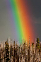Rainbow over burnt forest along the Three Finger Jack trail, Mount Jefferson Wilderness, Deschutes National Forest. Oregon, USA, July 2014.
