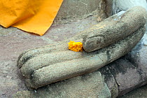 Offering of a flower, hand of  a statue of the Buddha at Wat Yai Chaya Mongkol, Ayutthaya, Thailand, September 2014.