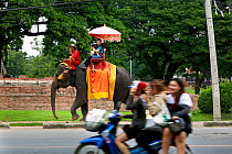 Tourists on Indian elephant (Elephas maximus) ride, historical town of Ayutthaya, Thailand, September 2014.