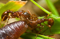 Red Ant (Myrmica ruginodis) pulling apart earth worm. Bristol, England, UK, June.