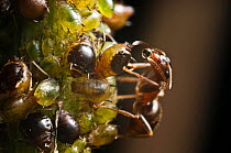 Black ant (Lasius niger) drinking honeydew from aphid, Bristol, England, UK. July.