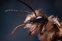 Red Mason Bee. (Osmia bicornis) male grooming. Bristol, England, UK. Captive.