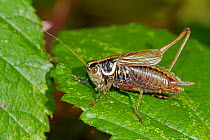 Roesel's bush-cricket (Metrioptera roeselii) male on leaf, Brockley cemetery, Lewisham, London, UK, October.