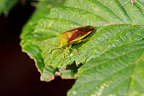 Birch shield bug (Elasmostethus interstinctus) on leaf, Brockley cemetery, Lewisham, London, UK, October.