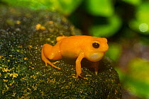 Golden mantella frog (Mantella aurantiaca) captive, native to Madagascar. Critically Endangered