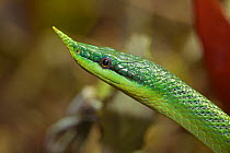 Vietnamese long-nosed snake (Rhynchophis boulengeri) captive, native to Northern Vietnam and Southern China.