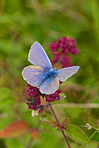 Common blue butterfly  (Polyommatus icarus) male, feeding on wild marjoram, UK, September.
