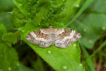 Common carpet moth (Epirrhoe alternata) on leaf during the day, Sutcliffe Park Nature Reserve, Eltham, London, UK, September.