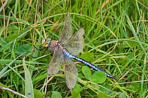 Emperor dragonfly (Anax imperator) male resting in grass, Sutcliffe Park Nature Reserve, Eltham, London, UK, September.