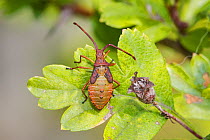 Box bug (Gonocerus acuteangulatus) nymph on leaf, Brockley cemetery, Lewisham, London, UK, September.
