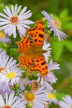 Comma butterfly   (Polygonia c-album) feeding on wild aster, Sutcliffe Park Nature Reserve, Eltham, London, UK, September.