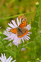 Small copper butterfly  (Lycaena phlaeas) feeding on wild aster, Sutcliffe Park Nature Reserve, Eltham, London, UK, September.