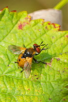 Tachinid fly (Gymnosoma rotundatum) grooming, Brockley cemetery, Lewisham, London, UK, September.