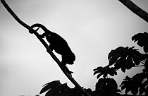 Guatemalan Black Howler Monkey (Alouatta pigra) silhouetted whilst climbing down branch, Community Baboon Sanctuary, Belize, Central America. Endangered species.