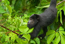 Guatemalan Black Howler Monkey (Alouatta pigra) Community Baboon Sanctuary, Belize, Central America. Endangered species.