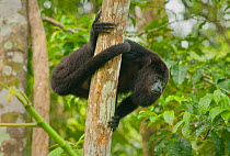 Guatemalan Black Howler Monkey (Alouatta pigra) Community Baboon Sanctuary, Belize, Central America. Endangered species.